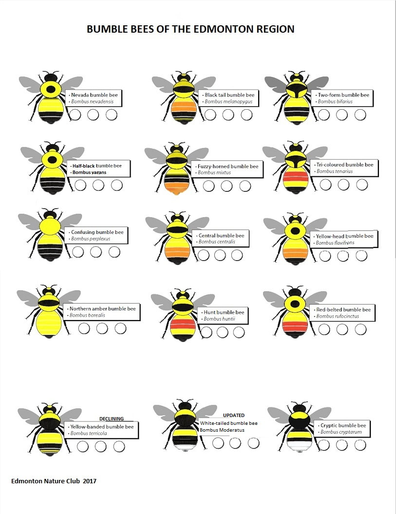 Bumble Bee Chart The Edmonton Nature Club